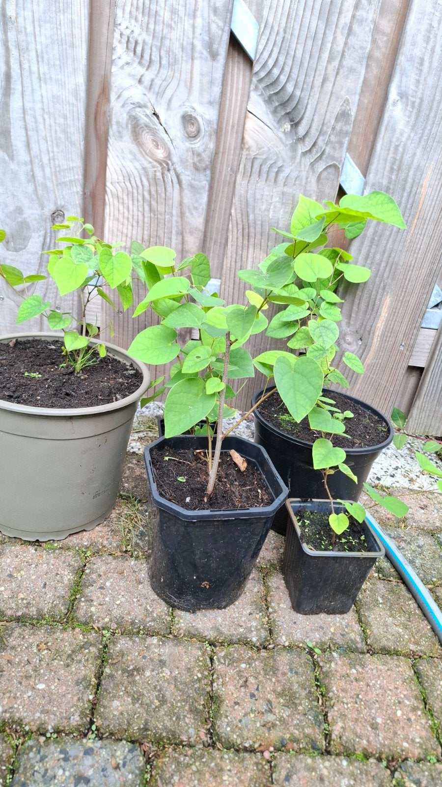 judasboom stekken te koop, Tuin en Terras, Overige soorten, Minder dan 100 cm, Ophalen, Volle zon