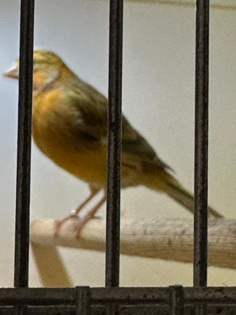 Kanarie pop, Dieren en Toebehoren, Vogels | Kanaries, Vrouwelijk, Kleurkanarie