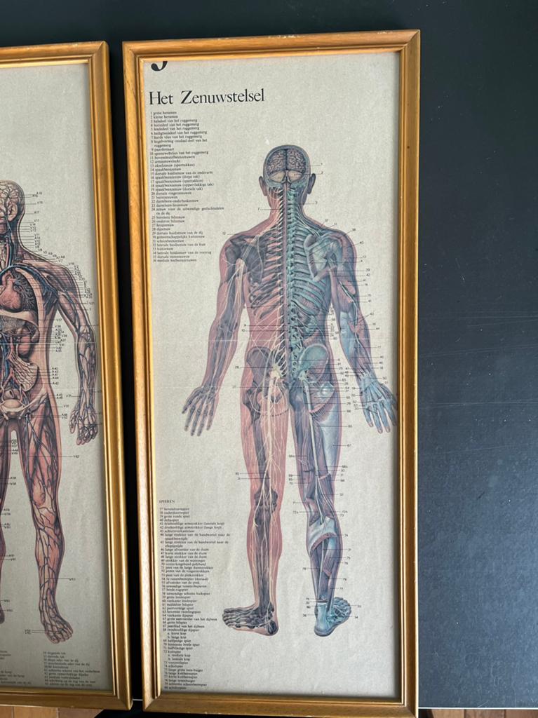 4x lesmateriaal anatomie in houten lijst., Antiek en Kunst, Ophalen of Verzenden, Natuur en Biologie