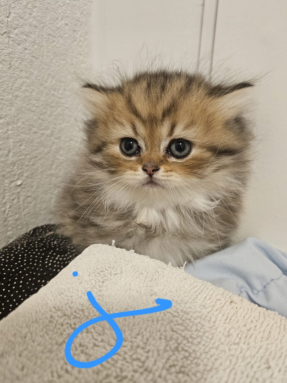 Eindhoven, Dieren en Toebehoren, Katten en Kittens | Overige Katten, Poes