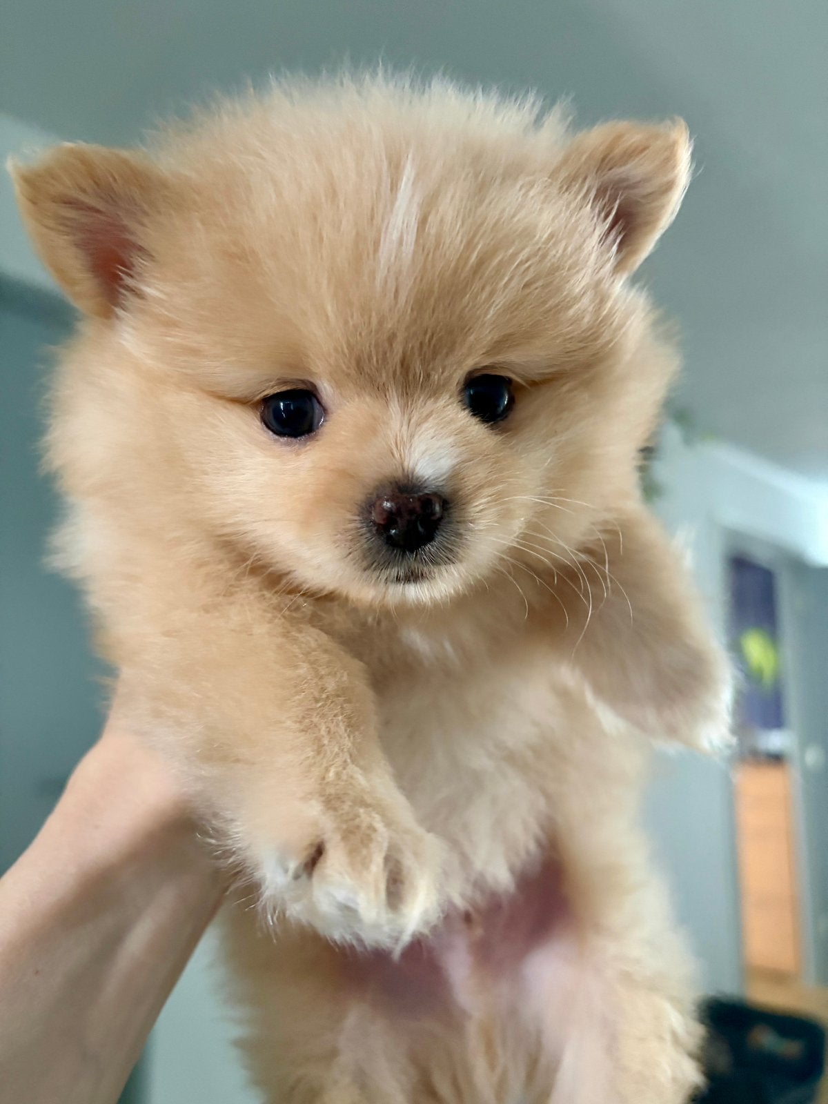 POMCHI 🐶 🦊 Pomeriaan x chihuahua  pup 🦊🐶 mini formaatje, Parvo, 8 tot 15 weken, Eén hond, Nederland
