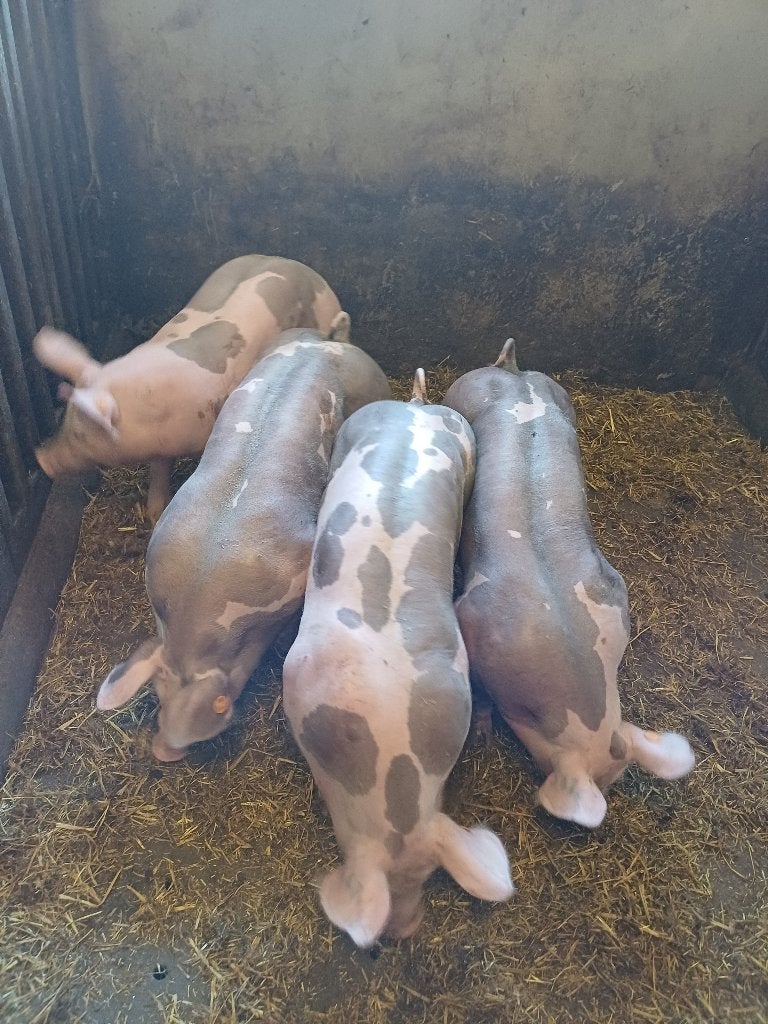 Pietrain biggen, Meerdere dieren, Varken, 0 tot 2 jaar