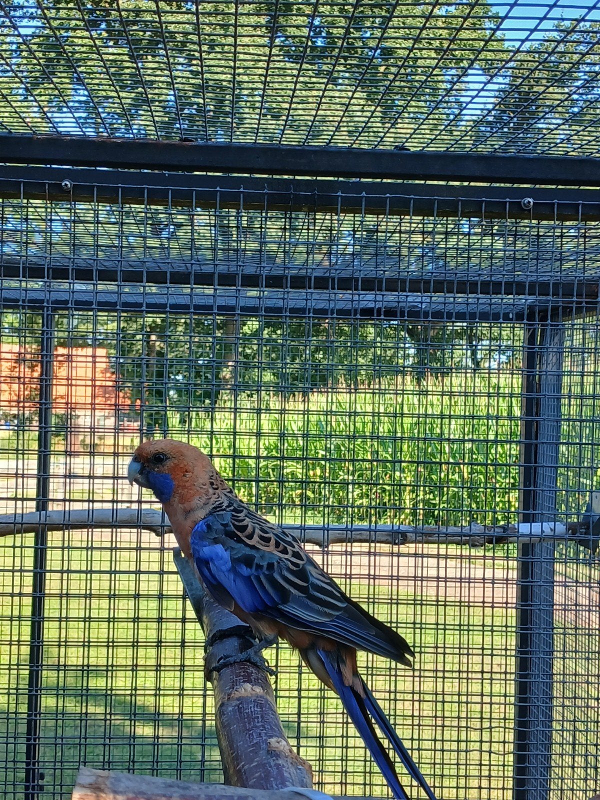 te koop jonge pennanten oranje  3x en 1 wildkleur, Meerdere dieren, Parkiet, Geringd