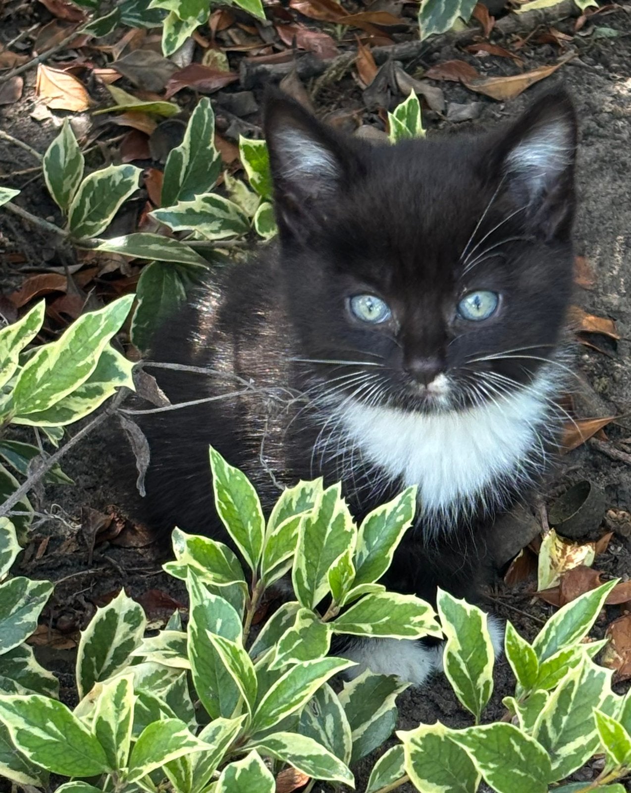 Jonge kittens, Dieren en Toebehoren, Poes, Kortharig