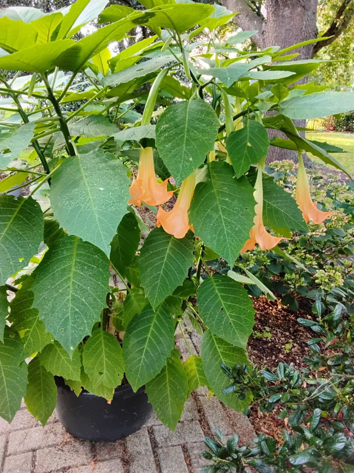 Geurende Brugmansia (Trompetplant), Volle zon, Vaste plant, Zomer, Ophalen