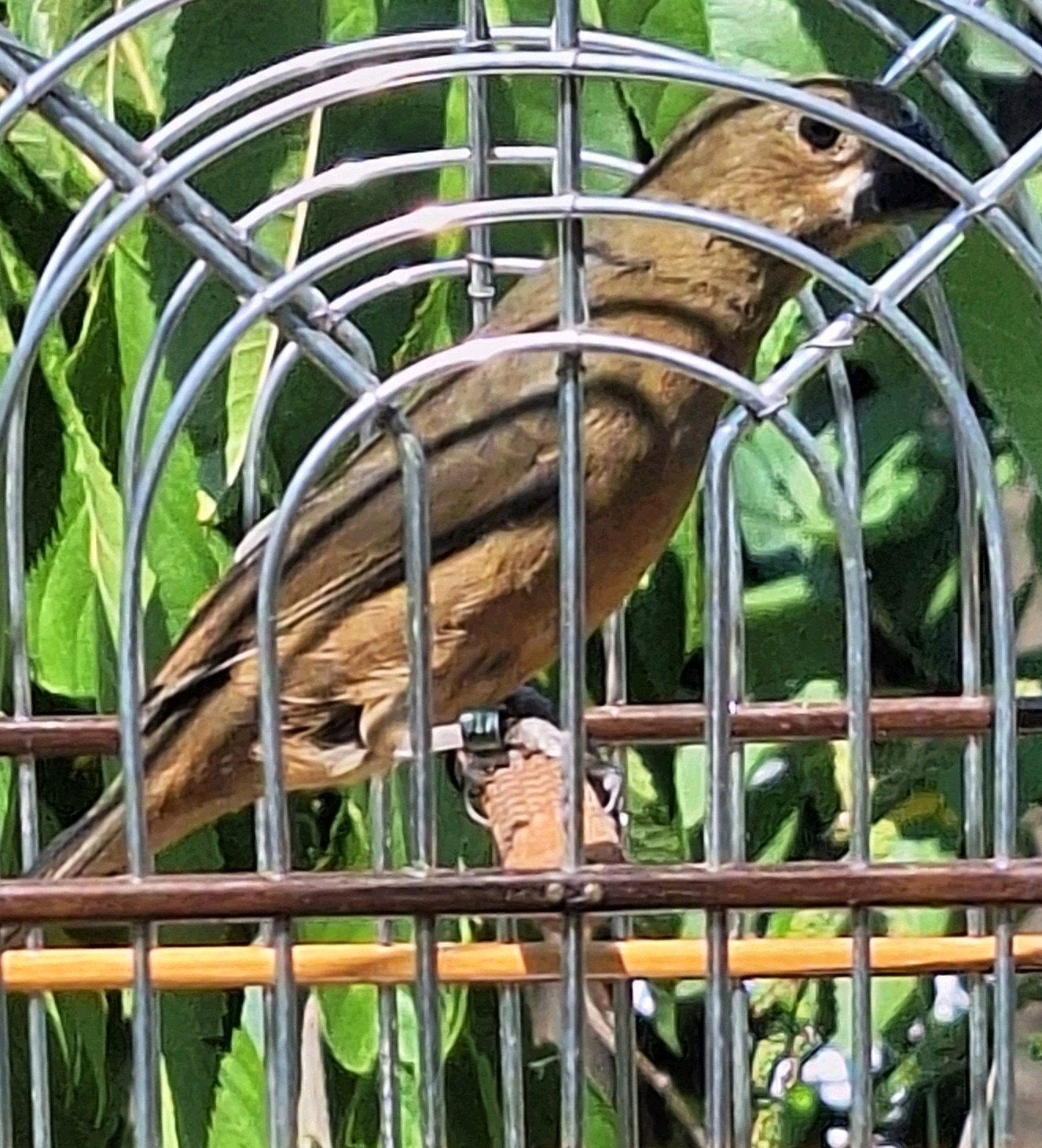Twatwa jongman 2026, Dieren en Toebehoren, Vogels | Overige Vogels, Mannelijk, Tropenvogel, Geringd