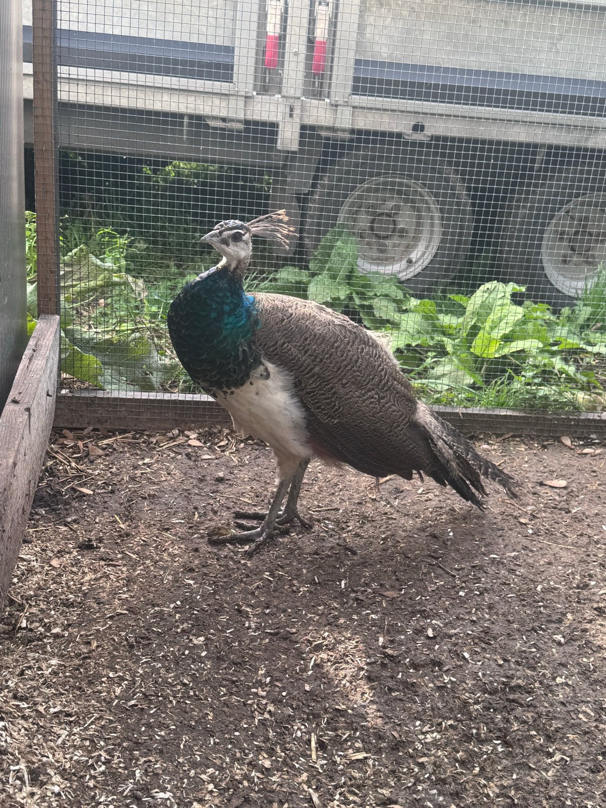 Jonge pauwen te koop, Dieren en Toebehoren, Meerdere dieren