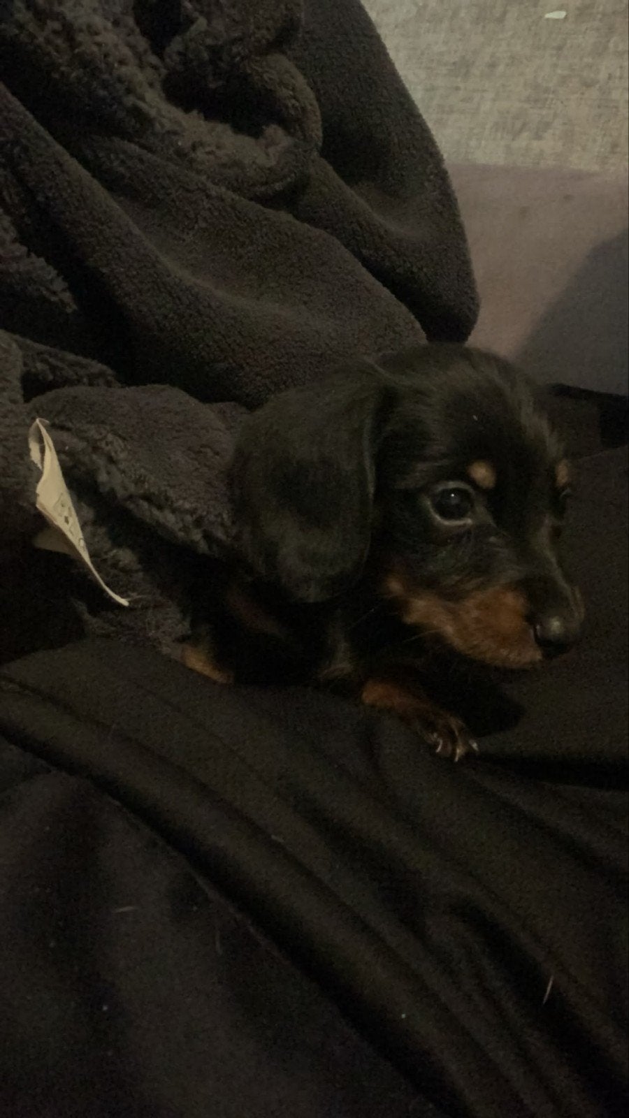 Prachtige Kaninchen/Dwergteckel pups (half langhaar), 15 weken tot 1 jaar, Dwerg, Langhaar, Meerdere