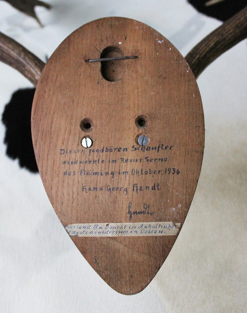 Bijna antiek DAMHERT GEWEI op houten schild - 1936, Ophalen, Gebruikt, Hert, Gewei of Kop