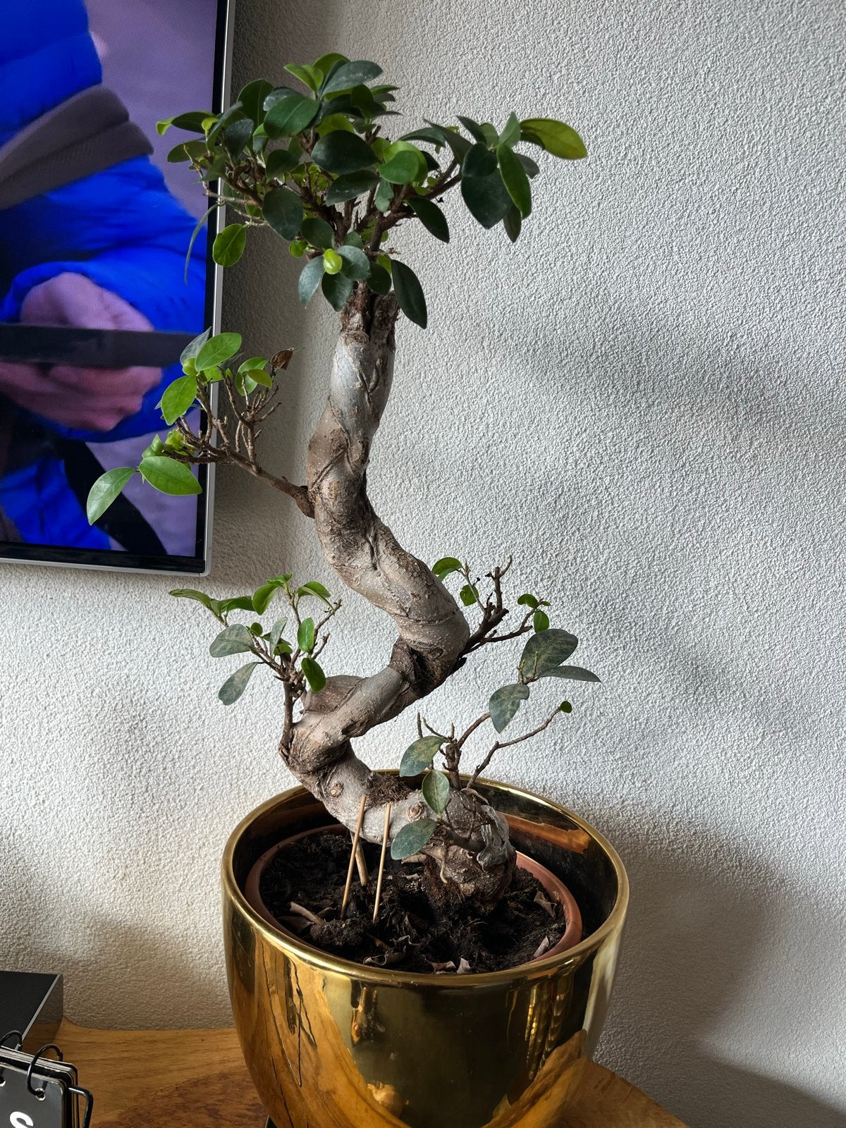 Prachtige Bonsai Ficus in pot, Huis en Inrichting, Ophalen, Halfschaduw, In pot, Minder dan 100 cm