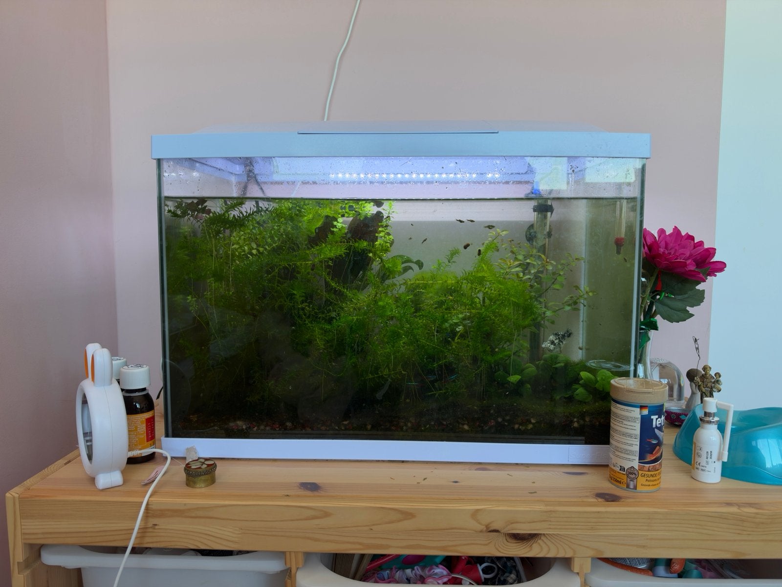 Superfish Start 70 liter Wit - aquarium met vissen, Ophalen, Superfish, Inclusief vissen, Gevuld zoetwateraquarium
