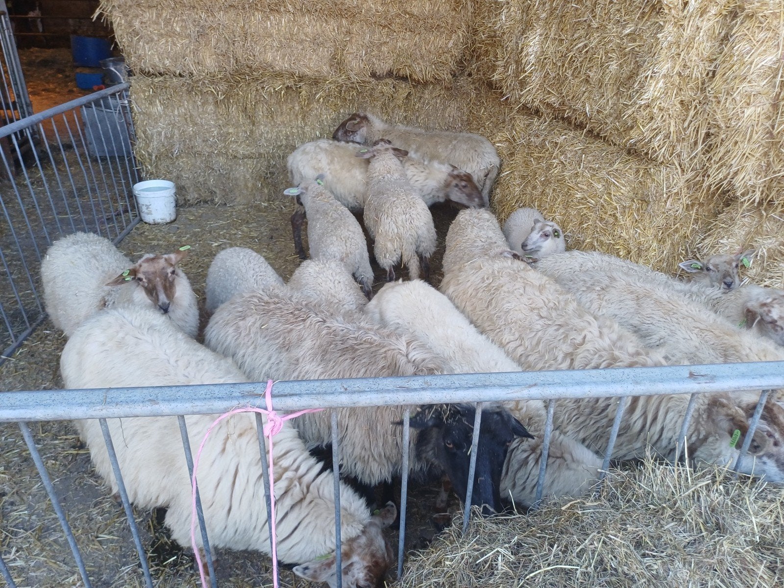 schapen, Dieren en Toebehoren, Vrouwelijk, Schaap
