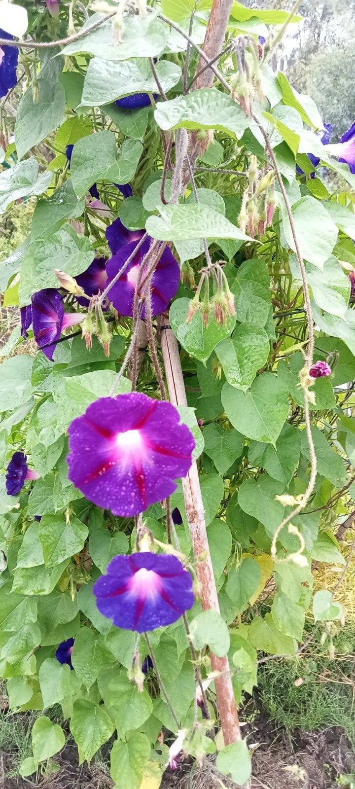 Ipomoea purpurea - Blauwe dagwinde zaden, Ophalen of Verzenden, Voorjaar, Volle zon, Zaad