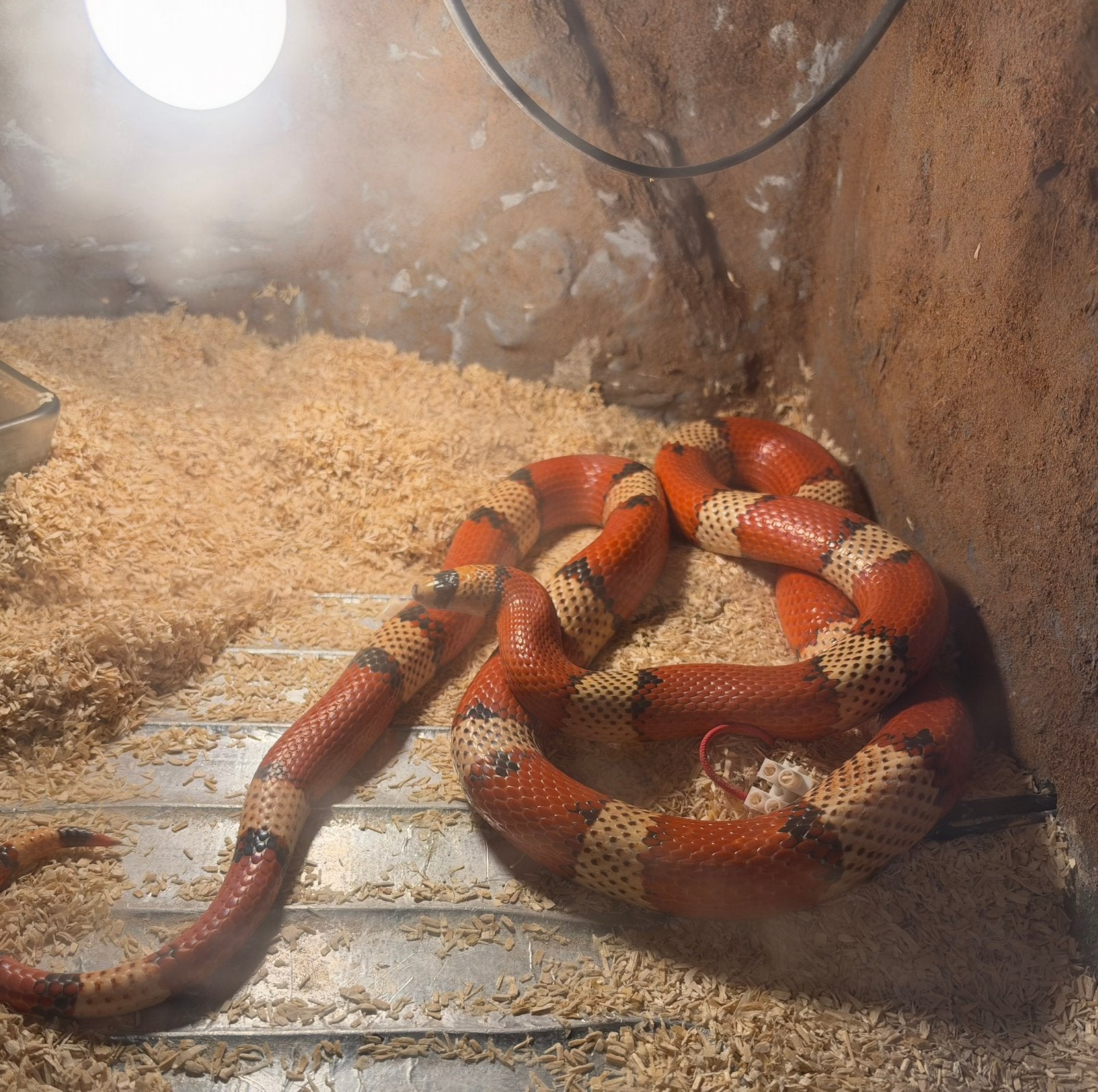 Trio bewezen lampropeltis hondurensis