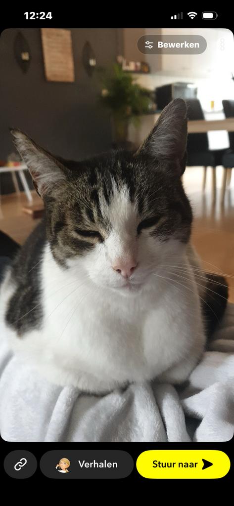 Lieve kater zoekt nieuw thuis, Dieren en Toebehoren, Katten en Kittens | Overige Katten, Kater