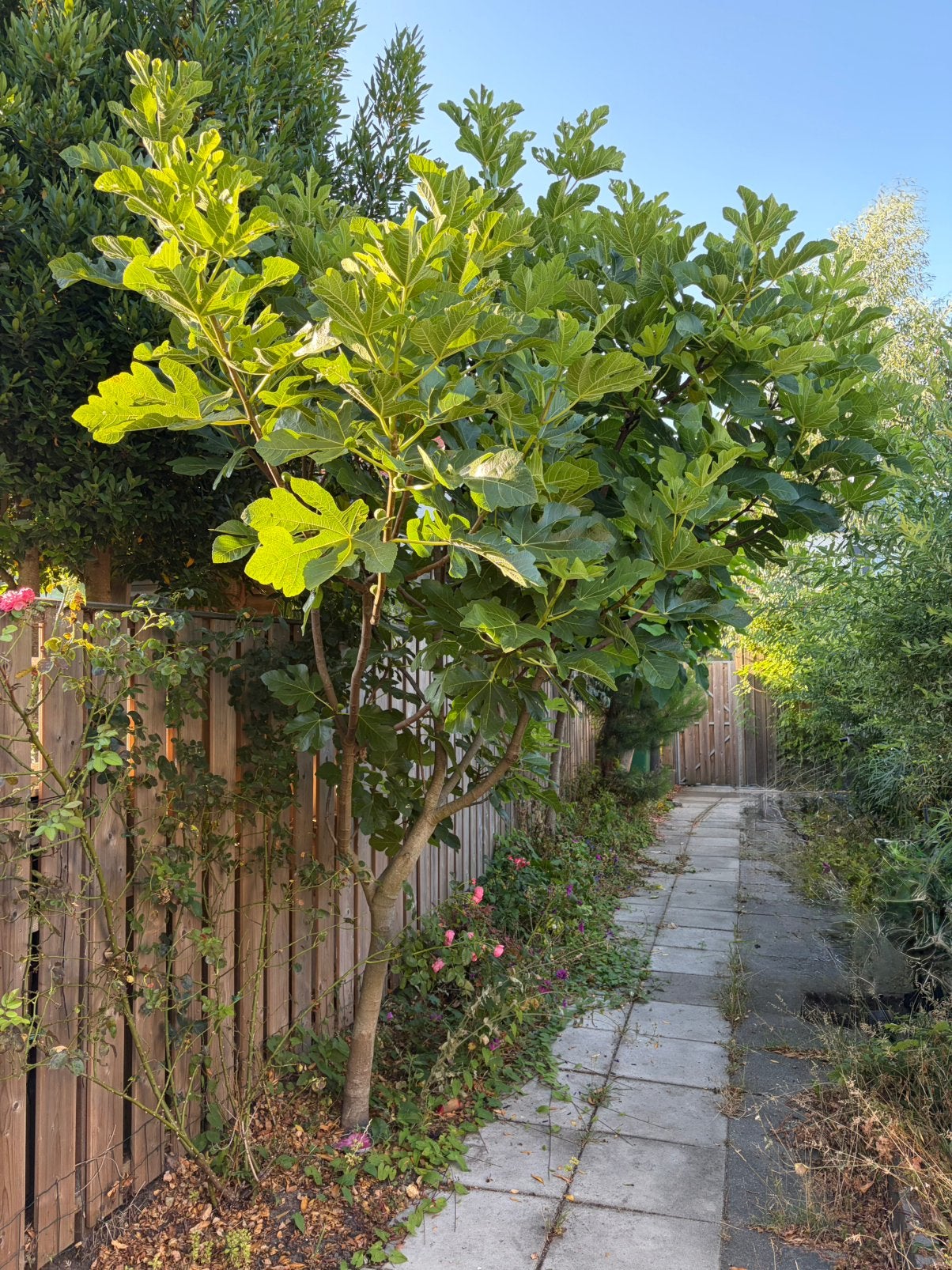 Vijgenboom ca 4 meter hoog, Ophalen, Halfschaduw, Overige soorten, Zomer
