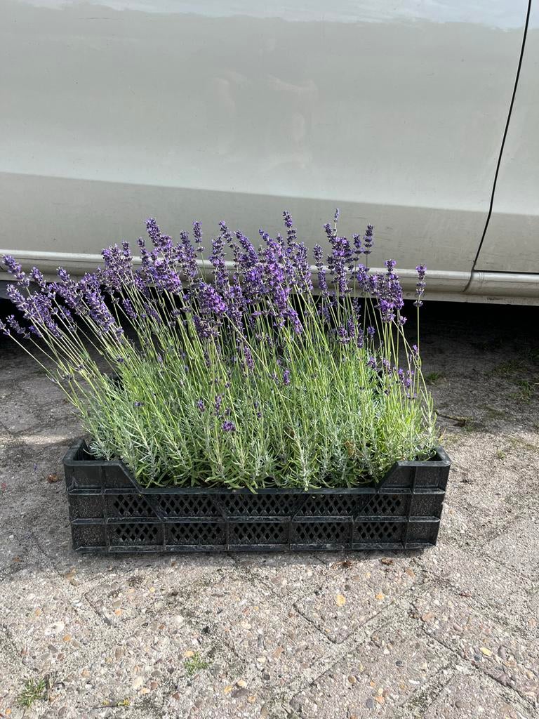 Lavendel planten - Lavandula, Volle zon, Vaste plant, Zomer, Ophalen