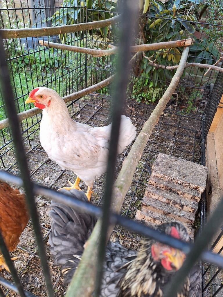 Gratis ophalen witte Wyandotte kriel haantje, Dieren en Toebehoren, Pluimvee, Mannelijk, Kip