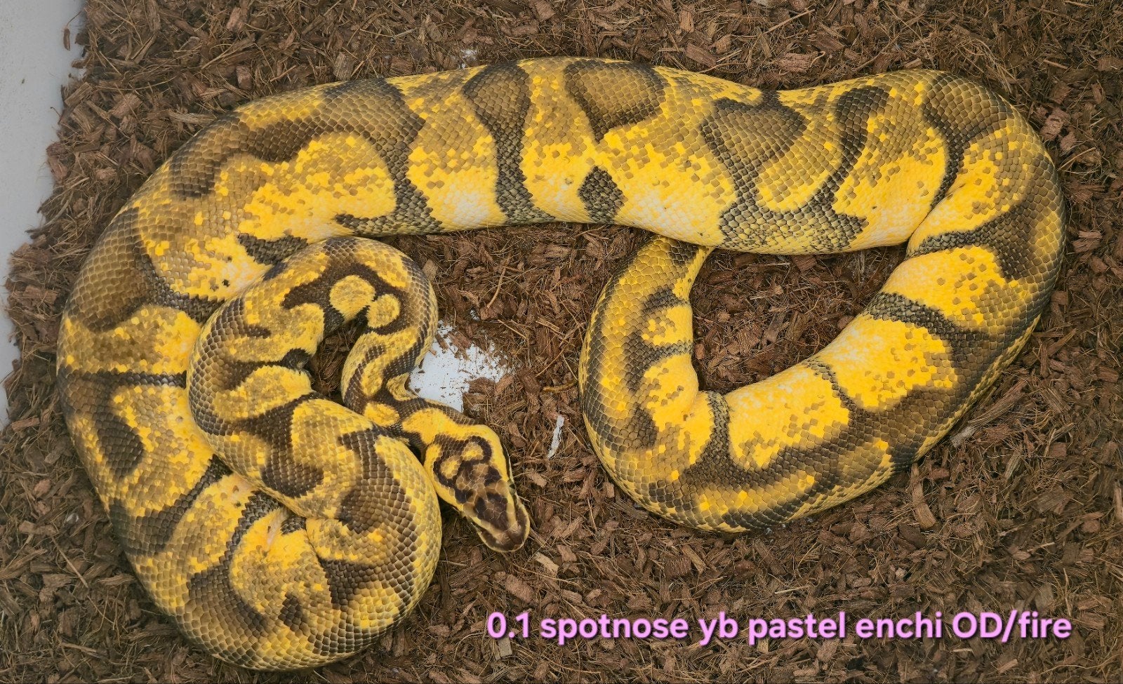 Volwassen koningspythons, lage prijzen Ball Python photo 8