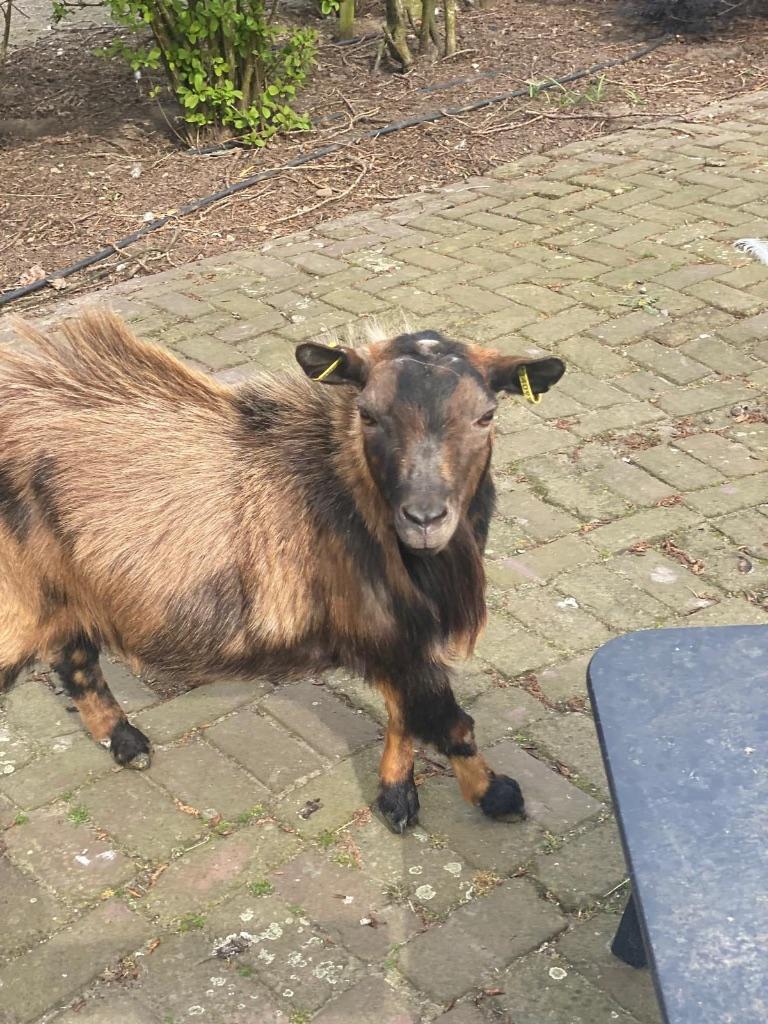 geit, Mannelijk, Geit, 3 tot 5 jaar