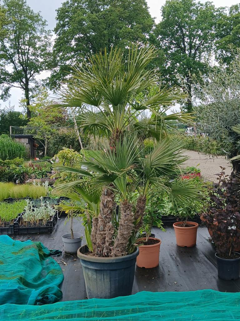 Chamaerops palm - Winterharde palmboom, Tuin en Terras, Planten | Tuinplanten, Ophalen, Overige soorten, Volle zon