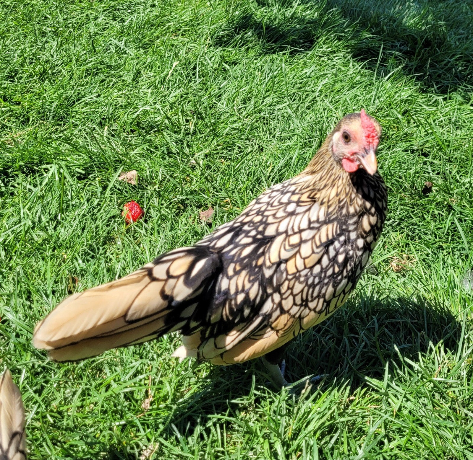 Mooie Sebright hanen, Dieren en Toebehoren, Pluimvee, Mannelijk, Kip