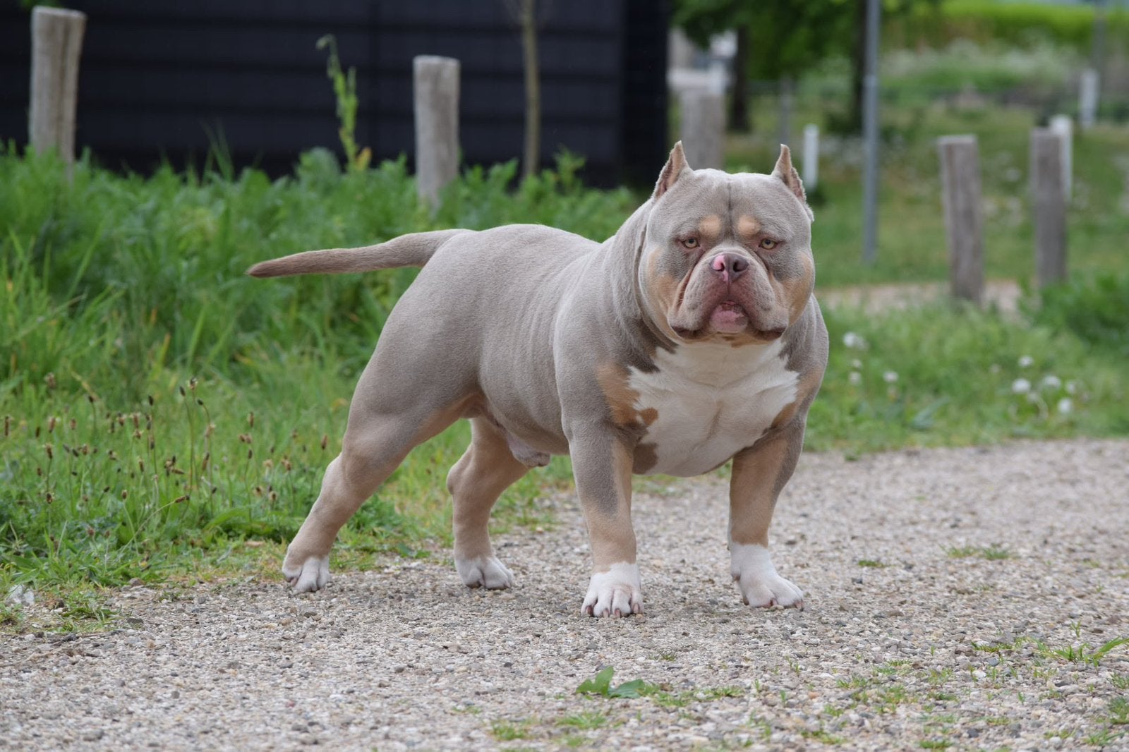 Foto 5 van 🔥American bully pups uit grand champion line, tricolors