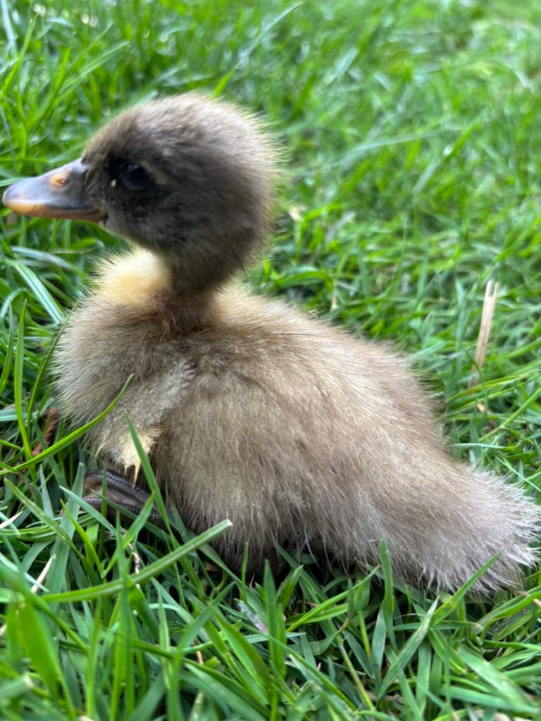 Loopeenden diverse kleuren, Dieren en Toebehoren, Pluimvee, Meerdere dieren, Eend
