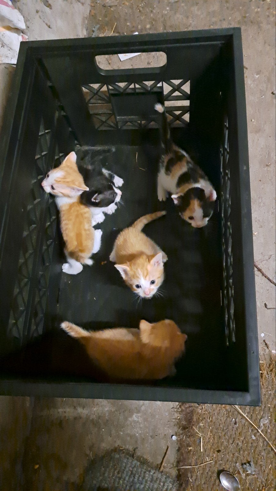Boerderij kittens - in Juli ophalen, Meerdere dieren