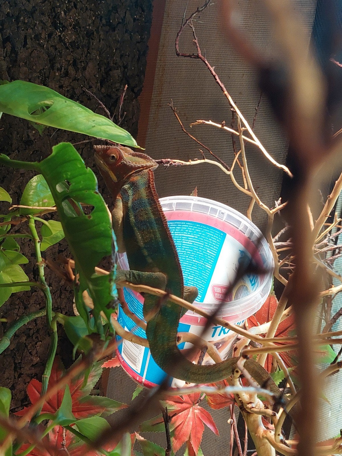 kameleons te koop Chameleon - male for sale from Ramlalmusse