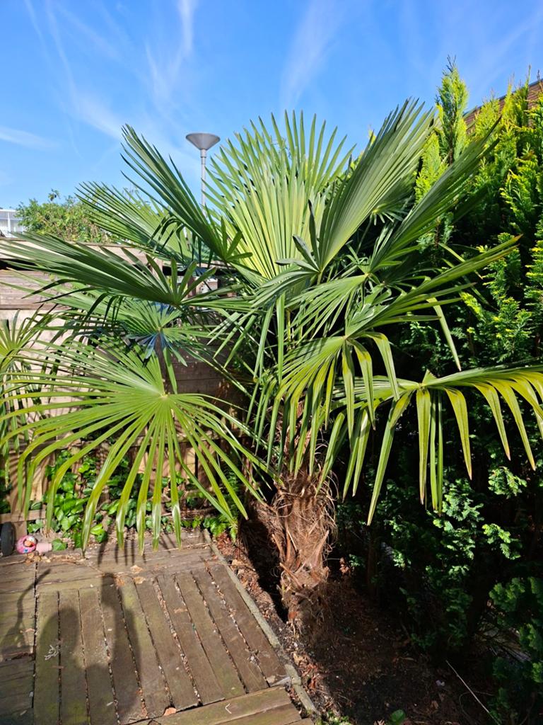 Palmboom, Tuin en Terras, Planten | Bomen, Volle zon, Ophalen of Verzenden, 100 tot 250 cm, Zomer