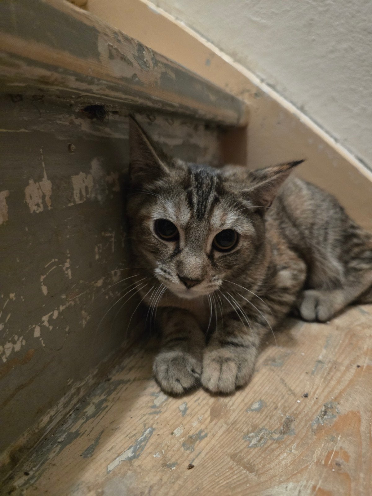 katers van 22 weken, Dieren en Toebehoren, Kater, Kortharig, 0 tot 2 jaar