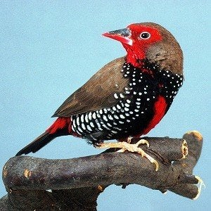 Gezocht: 1-0 emblema picta, Mannelijk, Tropenvogel