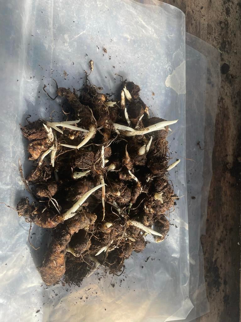 Surinaamse tayerblad knollen en plantjes, Tuin en Terras, Planten | Tuinplanten, Eenjarig, Groenteplanten, Halfschaduw, Lente