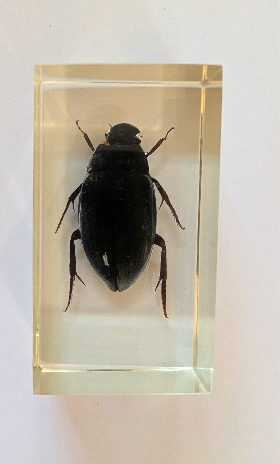 Insect (kever) in hars, Ophalen of Verzenden, Gebruikt, Overige soorten, Beeldje of Figuurtje