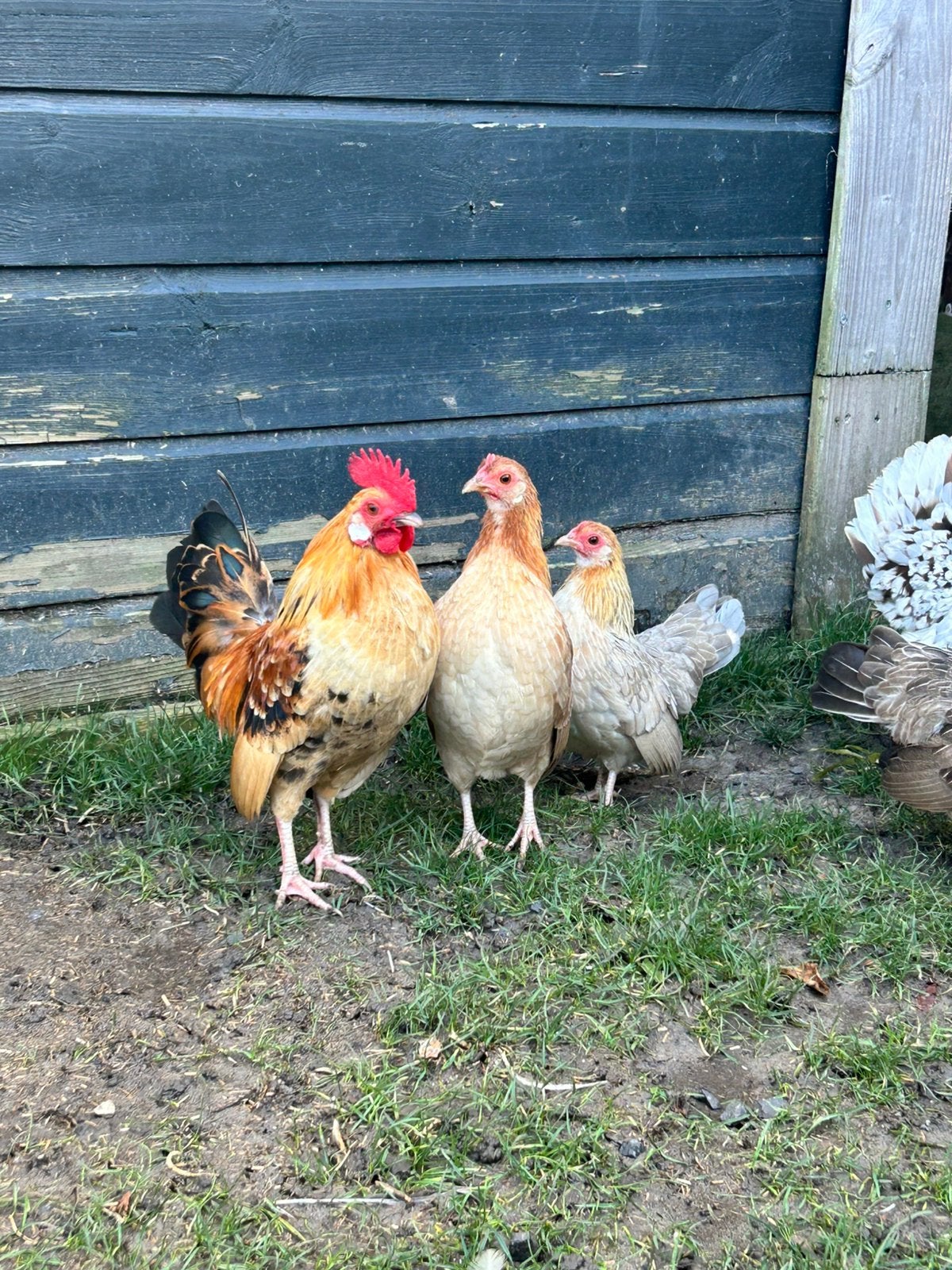 Setje serama haan + 2 hennen, Meerdere dieren, Kip