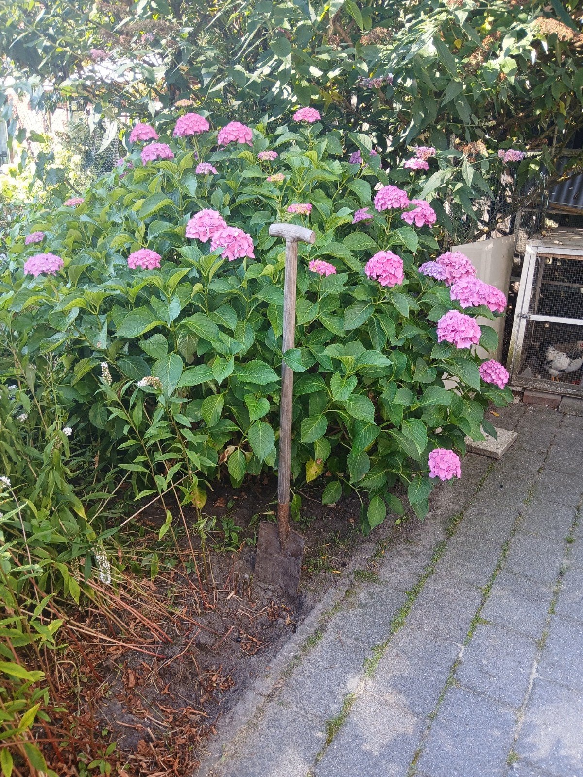 Hortensia best groot gratis, 100 tot 250 cm, Zomer, Palmboom, Ophalen