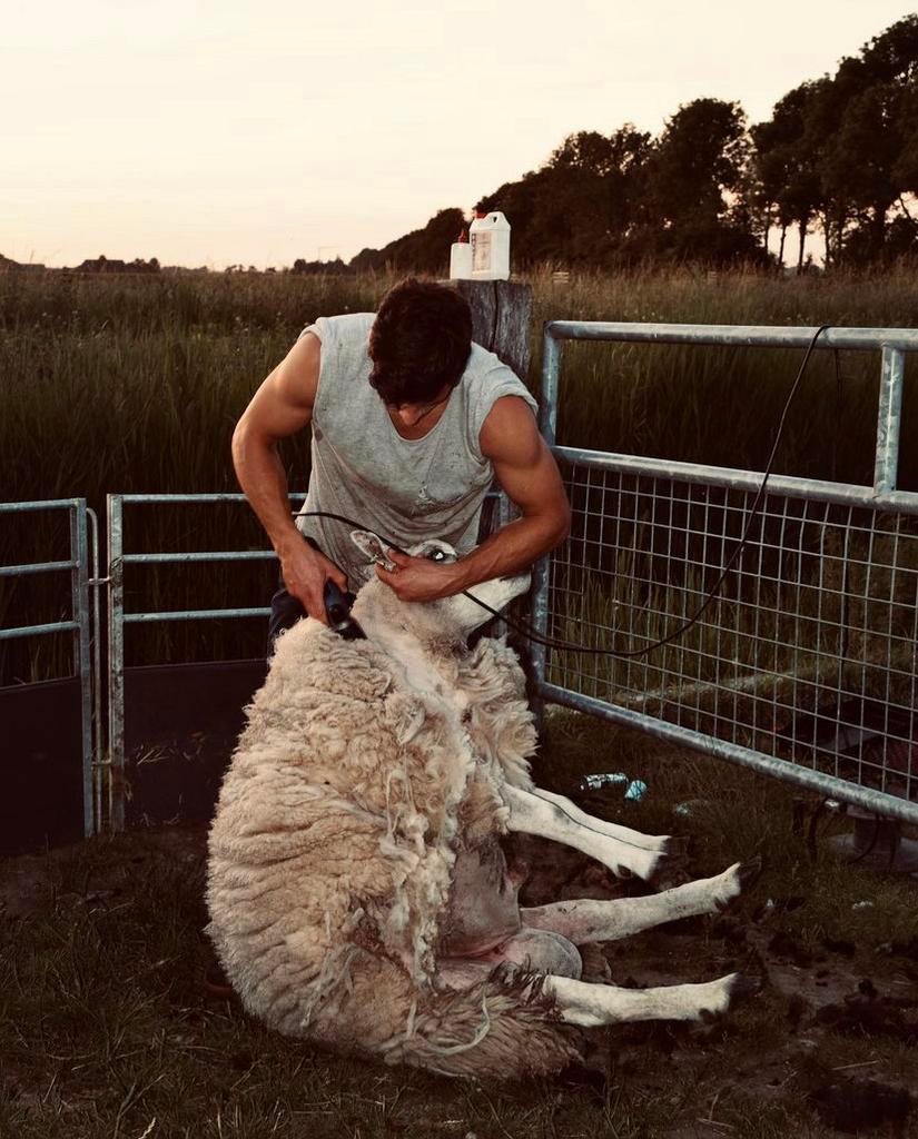 ✅🐑Schapenscheerder & geit bekappen schaap scheren,scheerder