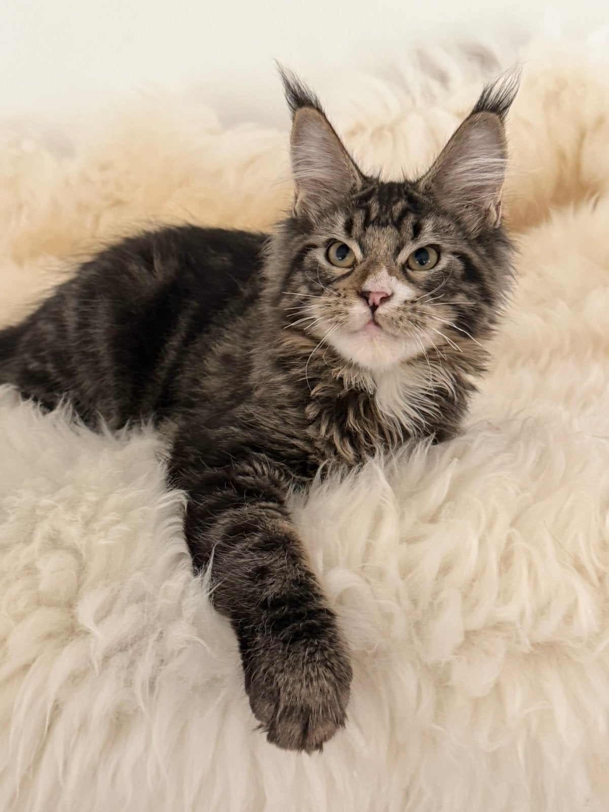 Maine coon kater met stamboom, Dieren en Toebehoren, Kater, Met stamboom, 0 tot 2 jaar