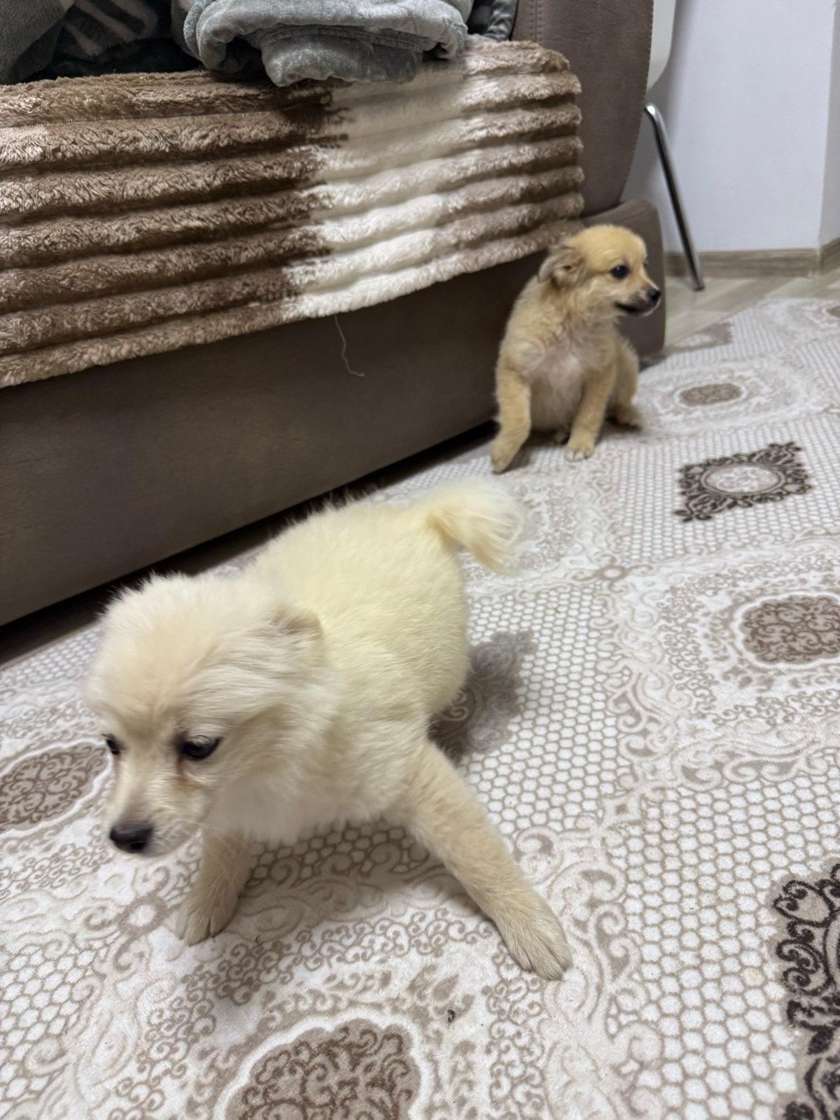 Pomeriaan pup, Dieren en Toebehoren, Honden | Niet-rashonden, Meerdere, Meerdere dieren, Klein, Nederland