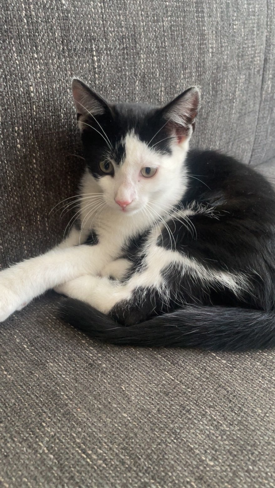 Kittens gratis, Meerdere dieren, Kortharig, 0 tot 2 jaar