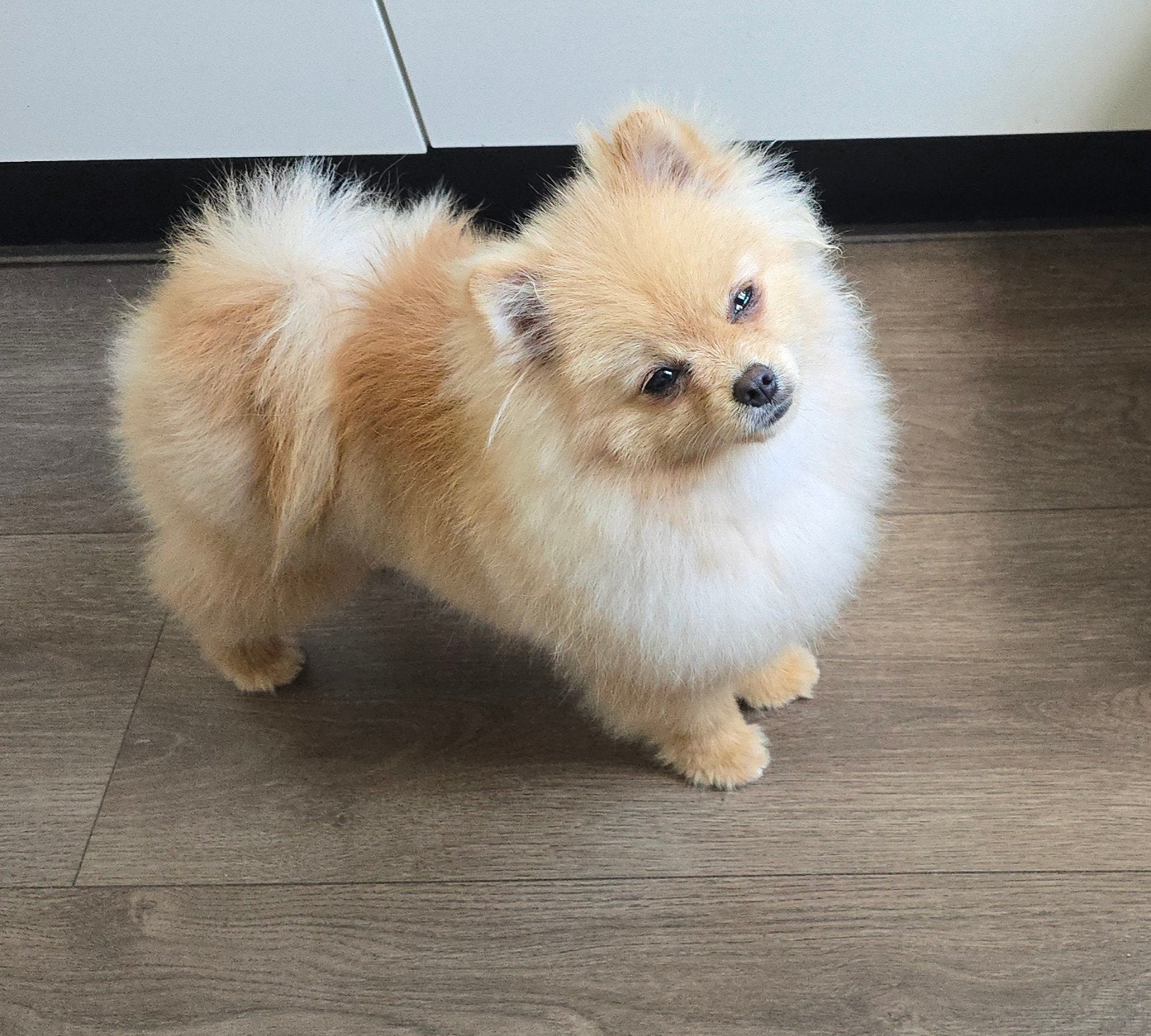 Pomeranian pup/reu met FCI stamboom, Dieren en Toebehoren, Honden | Poolhonden, Keeshonden en Oertypen, Particulier, Keeshond