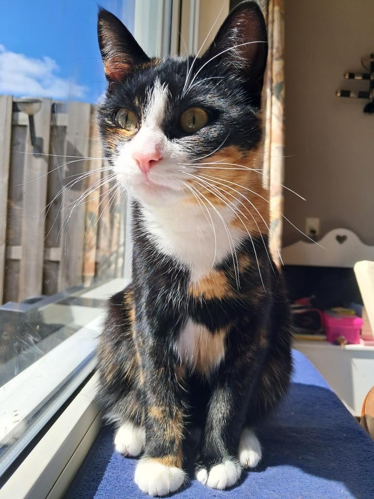 Lieve poes, Poes, Kortharig, 0 tot 2 jaar