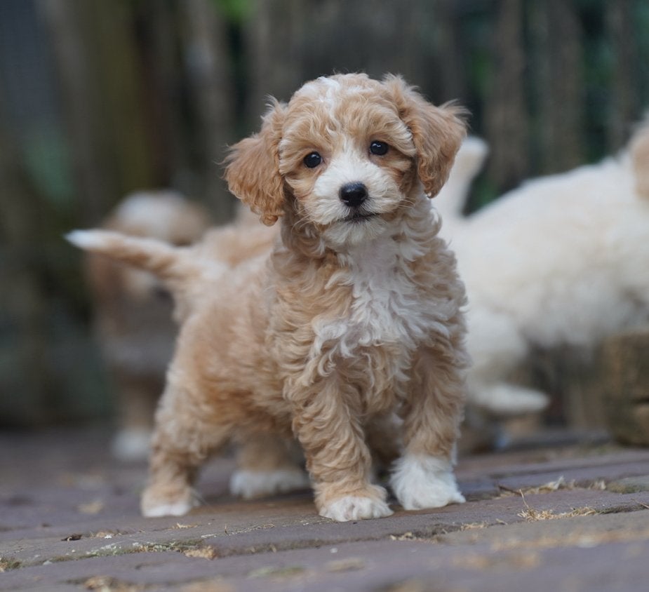 Maltipoo pups | Maltezer x Toypoedel, Parvo, Nederland, 8 tot 15 weken, Meerdere