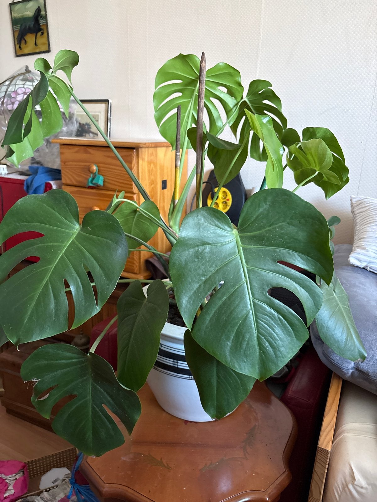 Grote Monstera Deliciosa Kamerplant in Pot, Ophalen, 100 tot 150 cm, Overige soorten, Halfschaduw