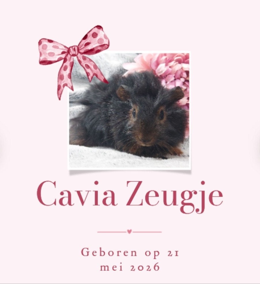 Gezonde, Raszuivere, Lieve, Jonge, Handtamme cavia, Cavia, Vrouwelijk, Mei, Tam