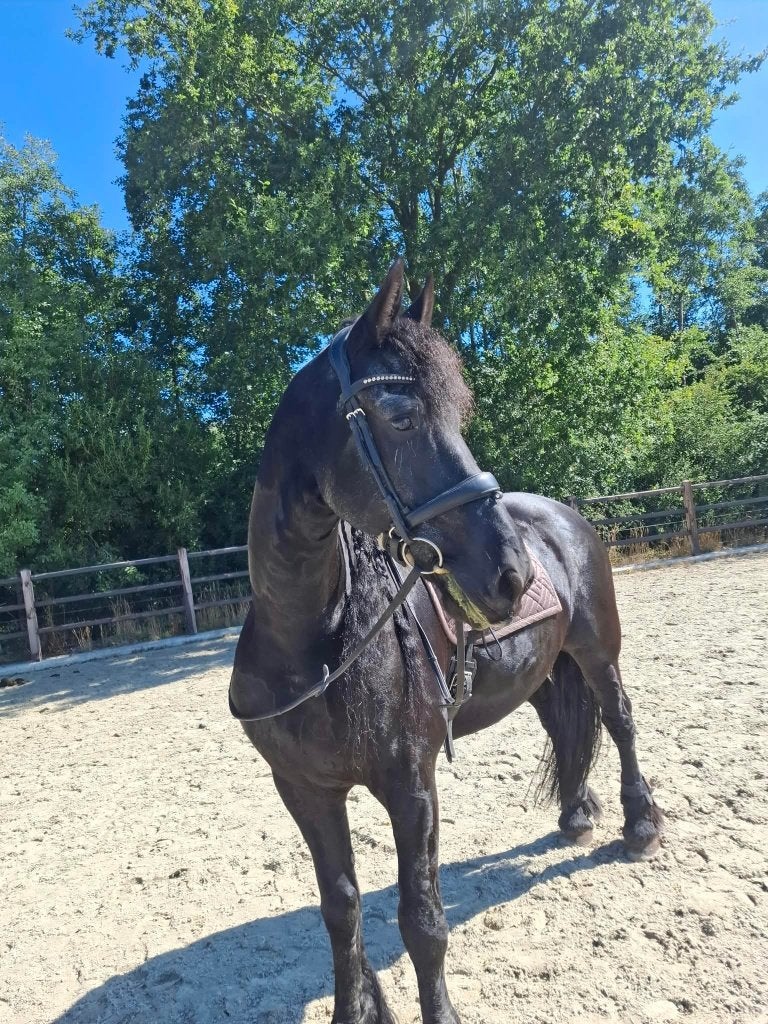 Lease paard, Ruiter of Bijrijder
