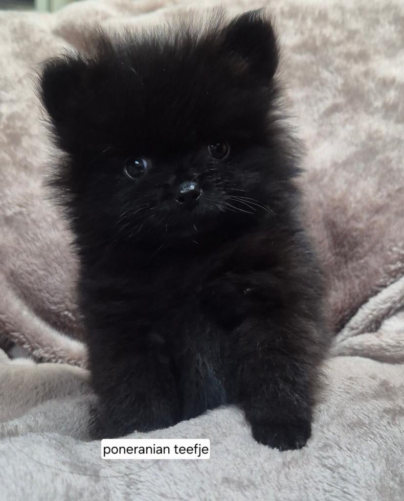 Pomeranian teefje te koop, Dieren en Toebehoren, Honden | Poolhonden, Keeshonden en Oertypen, Keeshond, 8 tot 15 weken, Teef, Parvo