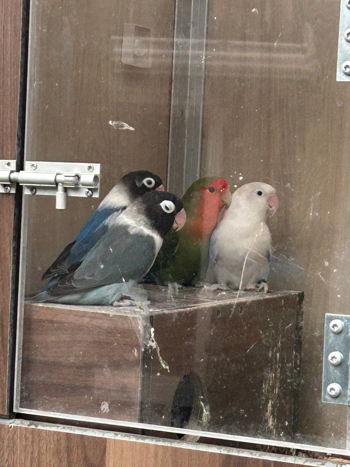 4 x dwerg papegaaien te koop, Dieren en Toebehoren, Meerdere dieren, Dwergpapegaai of Agapornis