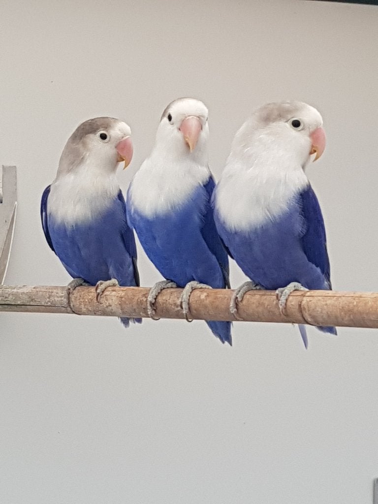 Fischerie, Meerdere dieren, Dwergpapegaai of Agapornis, Geringd